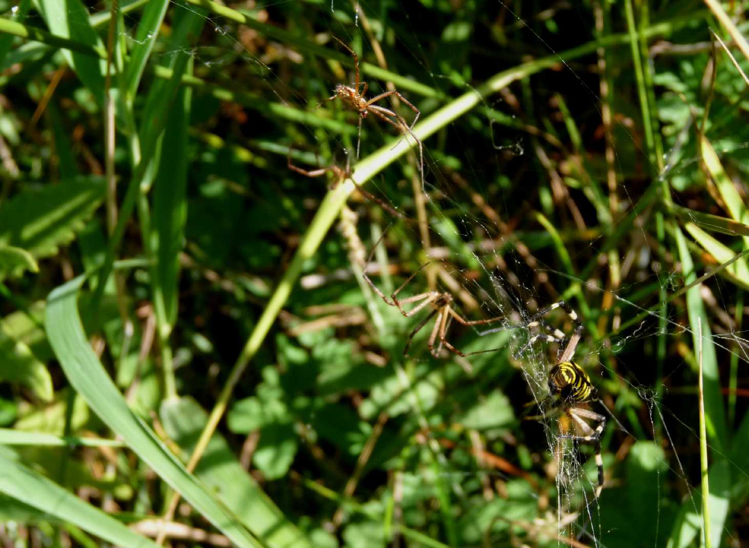 Argiope bruennichi